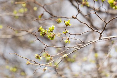 Yay yeşili yapraklı bir dal mavi gökyüzüne karşı yakın planda tasvir edilir. Bahar çiçeğinin doğadaki teması.
