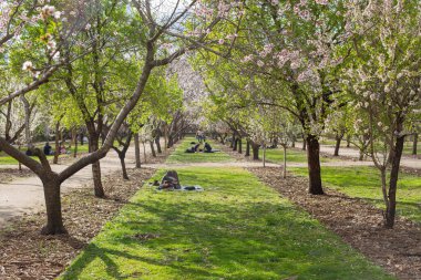İspanya 'da Madrid' de halka açık bir park. Çiçekli badem ağaçları, yeşil çimenler ve odak dışında arka planda dinlenen insanlar..