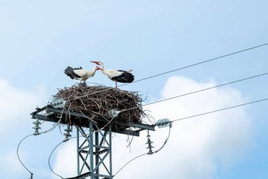 İki leylek, mavi gökyüzü arka planına karşı bir elektrik kulesinin tepesinde birbirine bakan bir yuvada duruyorlar. Metin için boş alan.