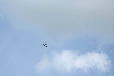 Kasvetli bulutlu gökyüzünde iki leylek yükseklere uçar. Bir çift leylek gökyüzünde yan yana uçuyor..