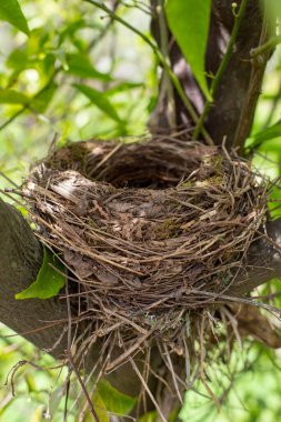 Boş bir kuş yuvası ağaçların arasında, ormanda yeşil yapraklı bir ağaçta bulunur..