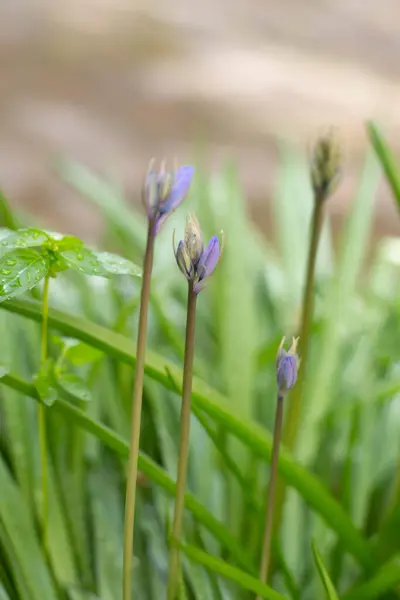 Barevné Květy Lilaku Pozadí Zelených Výhonků Trávy Svislý Obrázek Pozadí — Stock fotografie