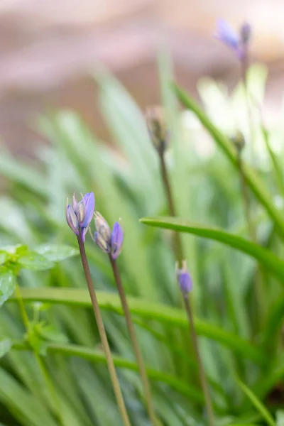 Barevné Květy Lilaku Pozadí Zelených Výhonků Trávy Svislý Obrázek Pozadí — Stock fotografie
