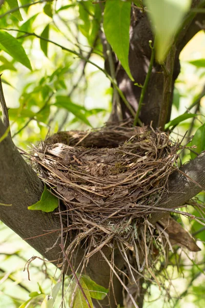 Boş bir yuva, güneş tarafından aydınlatılan yeşil yapraklı bir ağacın üzerinde bulunur..
