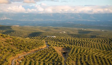 Güzel bulutlu bir gökyüzünün zeminine zeytin ağaçları dikilmiş tepeler. Kır manzarası. İspanya, Jan Eyaleti.