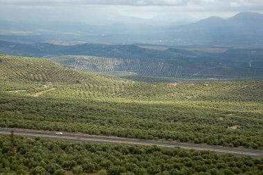 Yol, tepenin arkasında zeytin ağaçlarıyla dikilmiş tarlaların arasındadır. İspanya 'nın Jaen ilindeki kırsal alan.