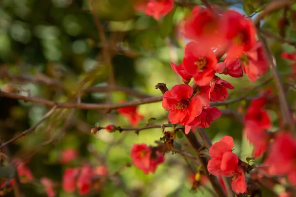 Krásné Červené Květy Japonské Quince Pozadí Listoví Rozmazaném Zaměření Zahradě — Stock fotografie