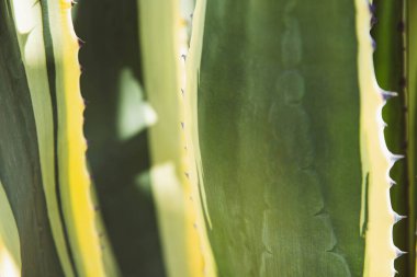 Amerikan Agave bitkisinin yeşil renkli sivri uçlu saplarının soyut yakın plan tasviri. Aloe bitkisinin yakın plan kökleri şeklinde arkaplan.