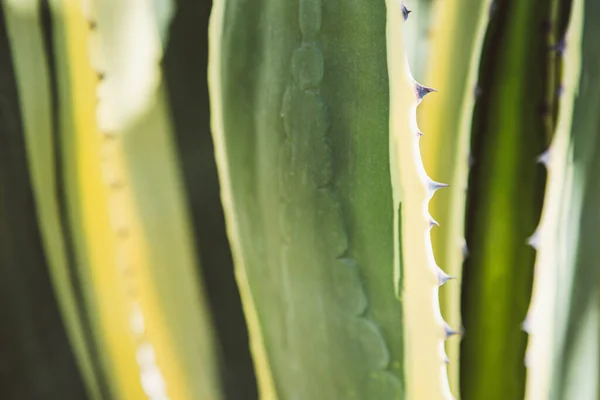 Abstract Close Depiction Stems Spikes American Agave Plant Green Hue — Foto de Stock