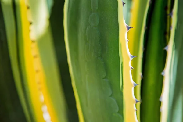 Abstract Close Image Stems Spikes American Agave Plant Bright Green — Foto de Stock