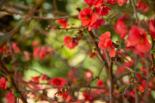 Krásné Červené Květy Japonské Quince Pozadí Listoví Rozmazaném Ohnisku Zahradě — Stock fotografie