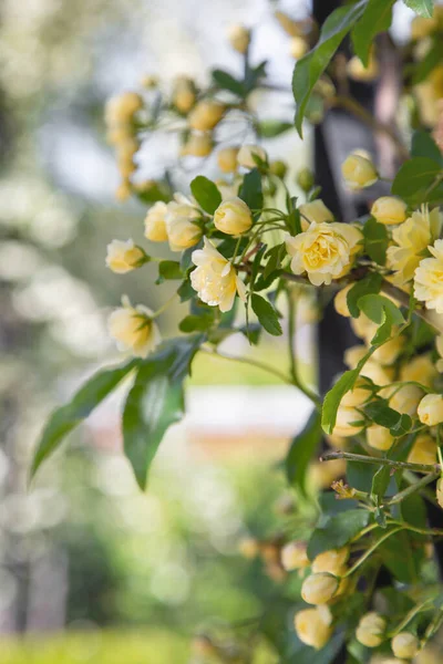 Malé Krémové Růže Jsou Zahradě Rozmazaném Pozadí Parku Svislý Obrázek — Stock fotografie