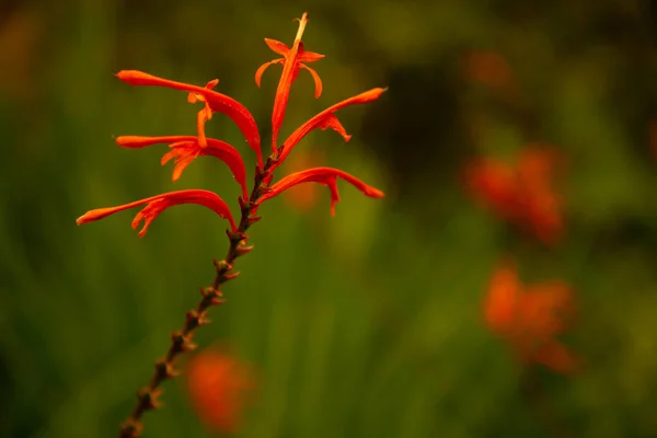 Uma Flor Chasmanthe Bicolor Está Localizado Fundo Campo Floração Foco — Fotografia de Stock