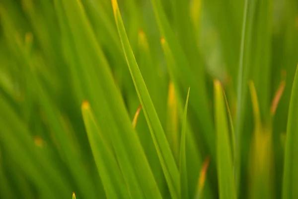 Background Blurred Focus Green Fresh Grass Meadow Grass Background Blurred — Zdjęcie stockowe