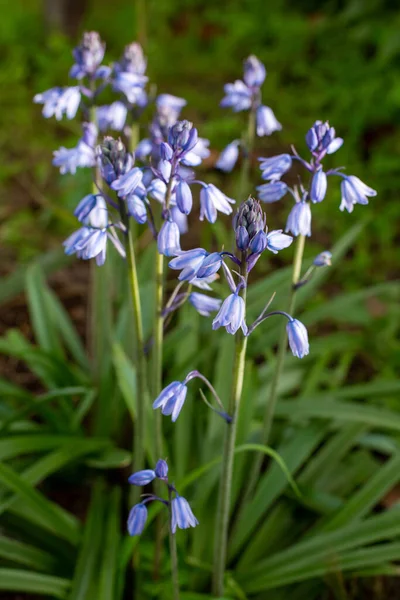 Квіти Блакитними Дзвонами Іспанські Квітки Дикій Природі Вертикальне Зображення — стокове фото