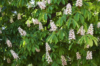 Beyaz çiçekli, çiçek açan bir kastane ağacının arka planı. Parkta çiçek açan bir kestane ağacı.