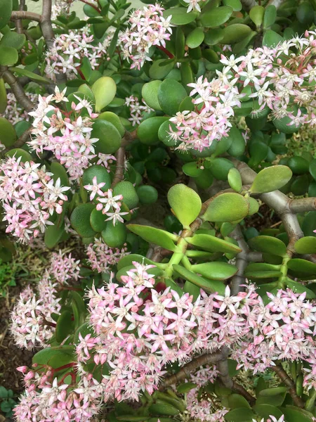 Pembe çiçekli ve yeşil yapraklı bir Crassula ovata yakın planda resmedilir..