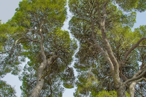 Arbres Verts Conifères Contre Ciel Bleu Contexte Paysage Forestier — Photo