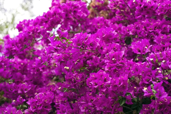 Pozadí Krásné Bougainvillea Květiny Zahradě — Stock fotografie