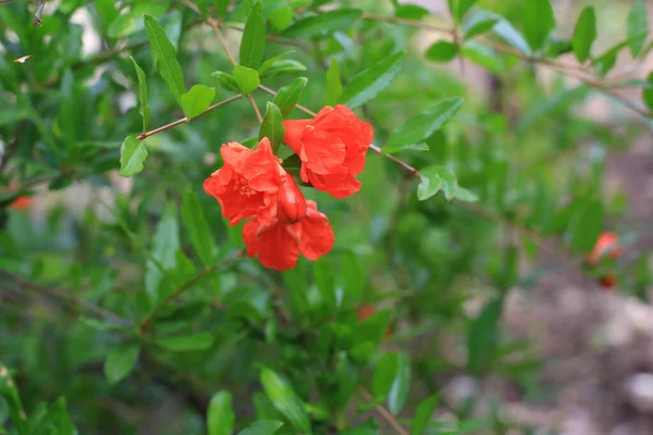 Czerwone Kwiaty Granatu Tle Zielonego Krzewu — Zdjęcie stockowe