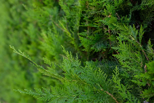 Гілочки Туї Зображені Впритул Тлі Природної Рослини Туї — стокове фото