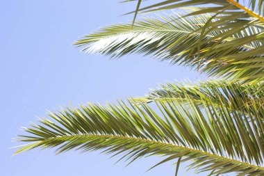 Gün ışığıyla aydınlanan palmiye ağacının yeşil dalı mavi gökyüzünün arka planına karşıdır.. 