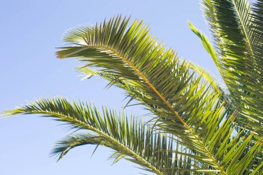 Gün ışığıyla aydınlanan palmiye ağacının yeşil dalı mavi gökyüzünün arka planına karşıdır.. 