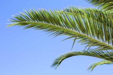 Palmiye ağacının yeşil dalı mavi gökyüzünün arka planına karşıdır. Metin için boş alan.