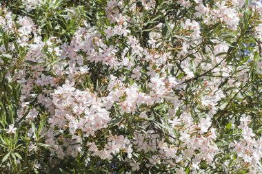 Beyaz çiçekli yasemin çiçekli bir çalılığın arka planı..
