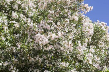 Beyaz çiçekli, çiçekli bir yasemin çalısı. Güzel çiçekli yasemin çalısı.