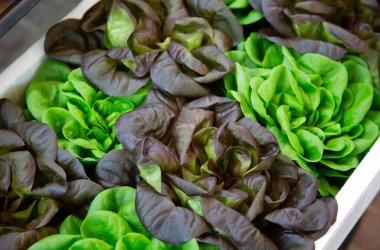 İki tonluk romaine marulu markette satılık plastik bir kutuda..