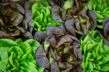 İki tonluk romaine marulunun arka planı.