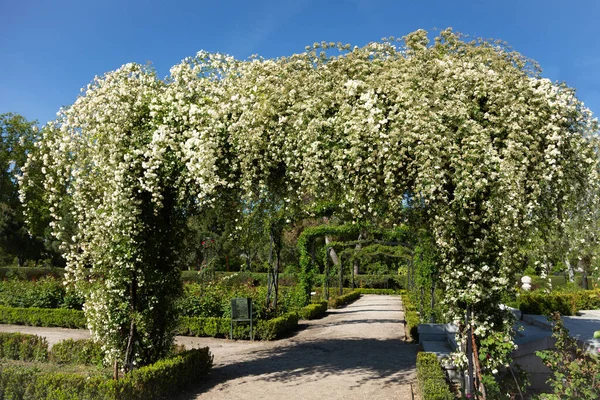 Garden Metal Arches Decorated Bush White Roses Path Public Rose — Stock Photo, Image