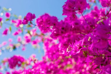 Mavi gökyüzüne karşı çiçek açan bougainvillea 'nın bulanık odak noktasında soyut bir arkaplan.