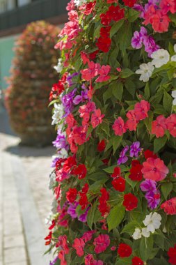 Farklı çeşitlerdeki güzel petunya çiçeklerine sahip çiçek yatakları şehrin sokaklarını süslüyor. Estepona, İspanya.