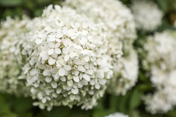 Een Witte Bloeiende Hortensia Afgebeeld Close Tegen Achtergrond Van Andere — Stockfoto