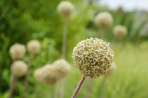 Blütenköpfe Des Dekorativen Knoblauchs Herbst Sind Auf Einem Verschwommenen Vegetationshintergrund — Stockfoto