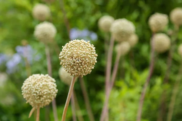 Koppen Van Bloeiende Decoratieve Knoflook Herfst Worden Afgebeeld Een Wazige — Stockfoto