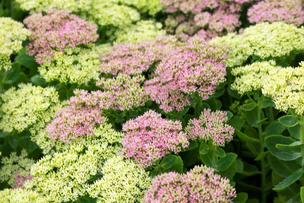 Der Hintergrund Blühender Schöner Blumen Einem Verschwommenen Fokus Landschaftsplanung Eines — Stockfoto