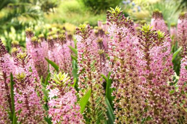 Bahçedeki yeşilliğin arka planına karşı Eukomis 'in güzel çiçekli çalıları. Adı Pembe Cin olan çiçekli Eucomis..