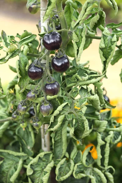 Black tomatoes hang on a bush in a garden bed. The theme of gardening and growing eco-friendly products.