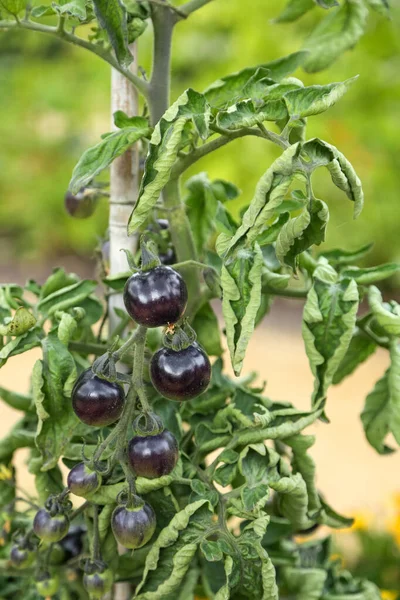 Black tomatoes hang on a bush in a garden bed. The theme of gardening and growing eco-friendly products.