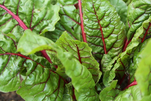 The background of mangold with veins of red color. Leaves of beet are shown in close-up.