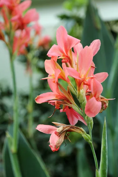 Krásná Růžová Květina Kannaceae Pozadí Zahrady Pozadí Zahradních Květin — Stock fotografie