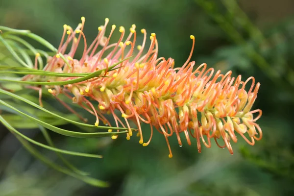 Piękny Kwiat Grevillea Tle Natury Tło Kwitnącego Krzewu Grevillea — Zdjęcie stockowe