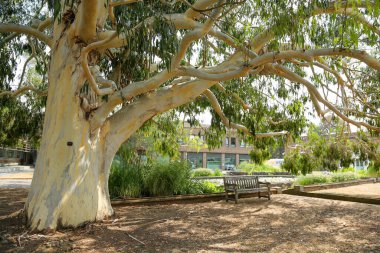 Güneşli yaz parkında büyük bir dallı okaliptüs bulunmaktadır. Şehir parkının güzel bahçe manzarası.