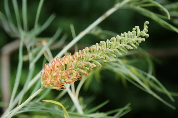 Vacker Grevillea Blomma Bakgrunden Naturen Bakgrunden Till Blommande Buske Grevillea — Stockfoto