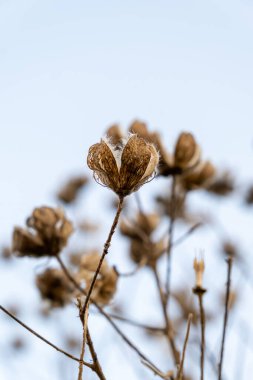 Hibiscus, küçük kurumuş çiçekler, soyut çiçekli bulanık arkaplan yumuşak odaklı, dikey