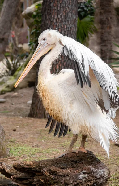 Далматинский пеликан чистит и сушит перья, большая белая птица закрывается — стоковое фото