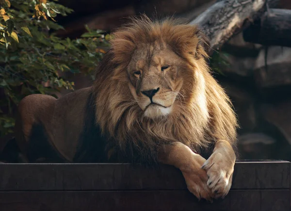 A beautiful portrait of a majestic lion against the background of mountains, logs. Lion in the zoo.